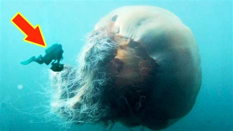 LION'S MANE JELLYFISH: The Biggest Jellyfish In The World - YouTube