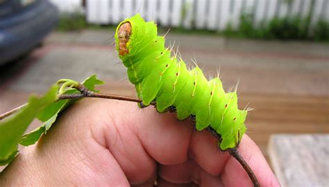 Giant Silk Moths in the Classroom