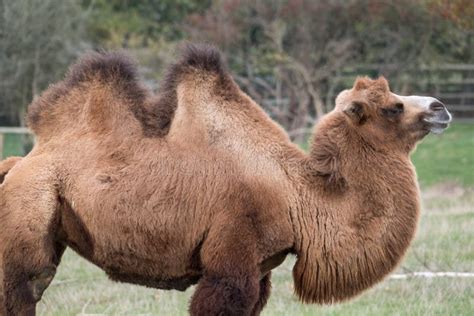 Bactrian Camel - Camelus Bactrianus Stock Photo - Image of camel ...