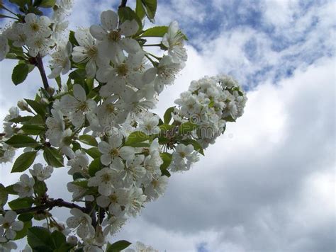 Cherry blooms to the sky stock photo. Image of blossoms - 81795390