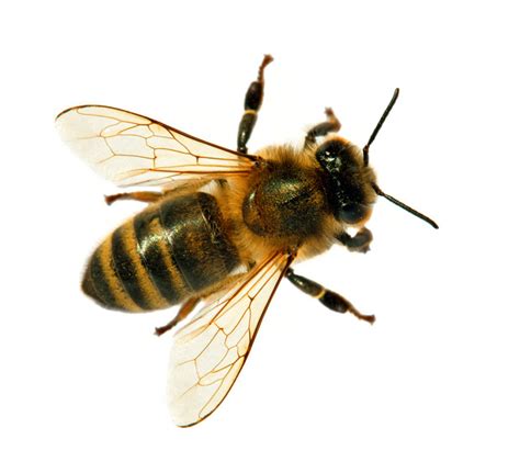 Africanized Bee | Pest Library | Burns Pest Elimination