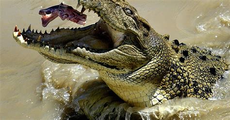 Australia rejects plan to allow crocodile hunting