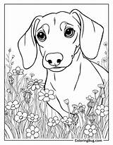 30 Dachshund Coloring Pages Free Printable PDFs sketch template