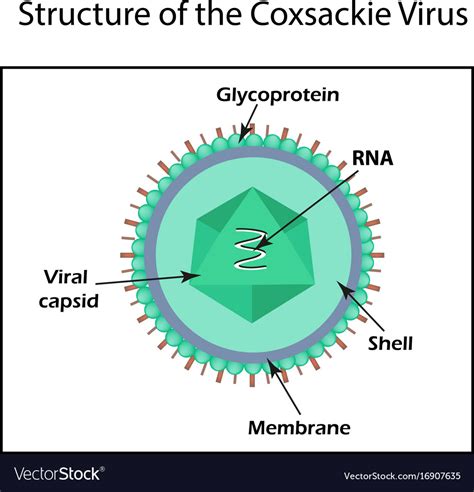 Structure of the coxsackie virus enterovirus Vector Image