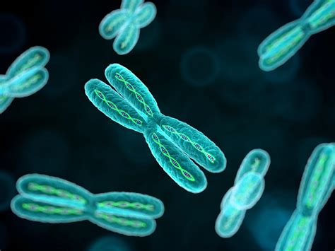 Telomeres: harsh childhood 'makes chromosomes age early' | The ...