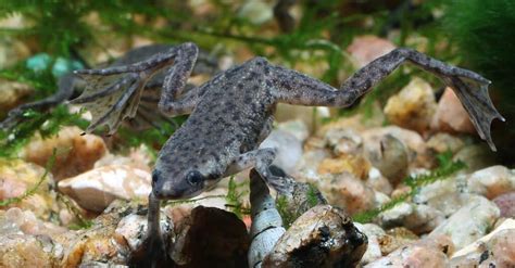 5 Types of Aquatic Frogs (Most are Clawed!) - IMP WORLD