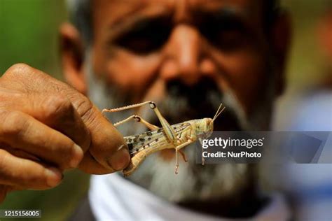 Locust Attack India Photos and Premium High Res Pictures - Getty Images