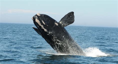 Protecting North Atlantic Right Whales and Advancing Clean Energy ...