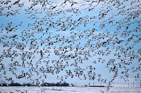 Snow Goose Flock Photograph by Robert Gaines