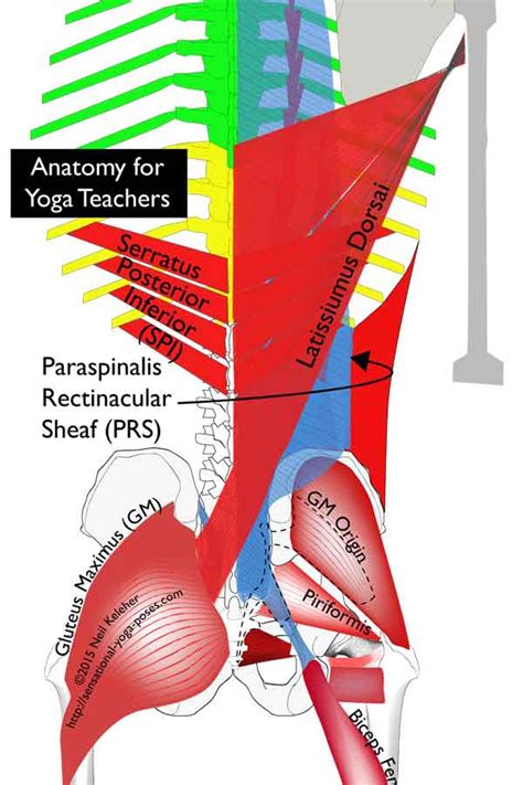 Thoracolumbar Fascia