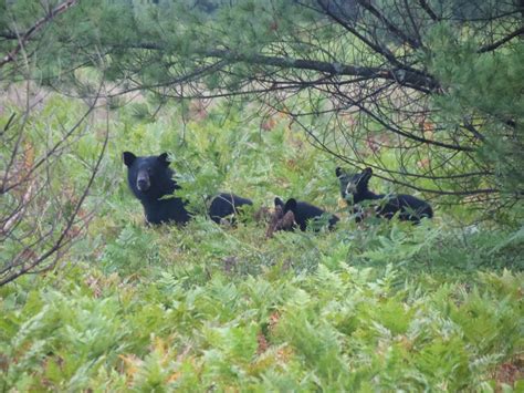 Winged Things: Algonquin Mammals