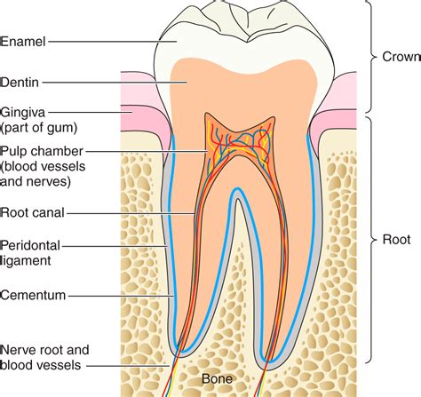 Dental Enamel Formation and Implications for Oral Health and Disease | Physiological Reviews