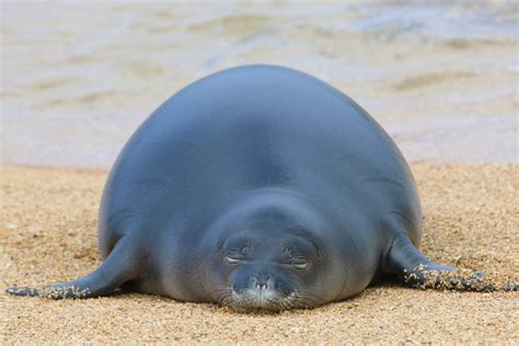 Hawaiian Monk Seal Updates | NOAA Fisheries