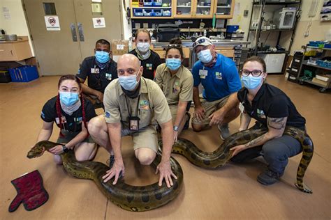 Massive anaconda undergoes physical exam at Zoo Miami | Featured#