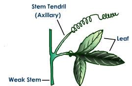 Stem - W3schools