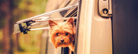 Best pet-friendly caravan parks for happy trails, tales and tails | Caravanning Australia Magazine