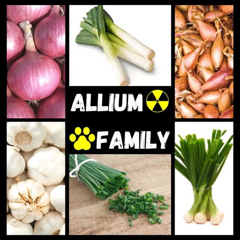 Allium Family Foods And Dogs (Prevention, Toxicity, Symptoms, Recovery) - Dog Friendly Scene