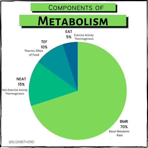 Tef Nutrition Definition | Besto Blog