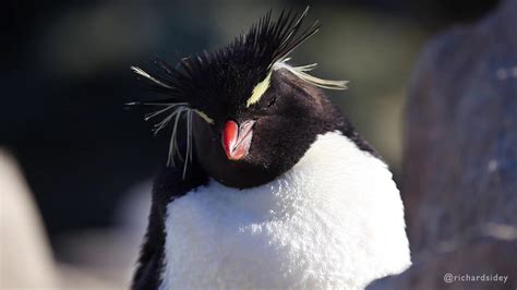 Rockhopper Penguins - YouTube