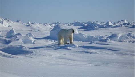 Free Images : cold, ice, mammal, predator, iceberg, polar bear, vertebrate, arctic ocean, polar ...
