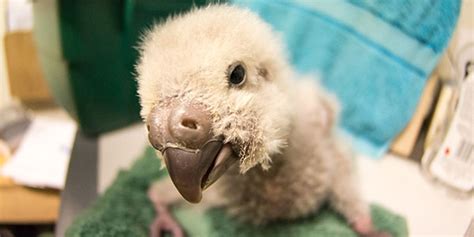 Kakapo Breeding Season Update - 2021 | Meridian Energy