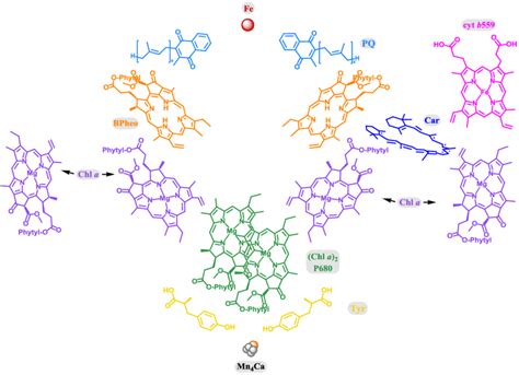 Schematic illustration of the cofactors in the reaction center core of... | Download Scientific ...