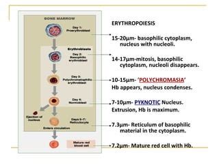 Erythropoiesis | PPT