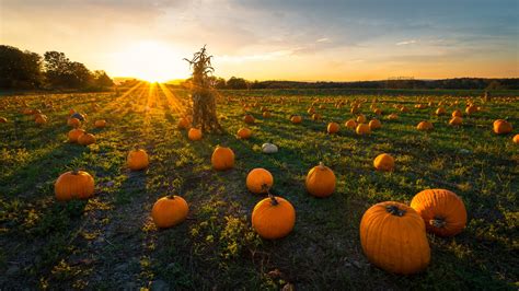 Pumpkin patch d’Italia: scopri i 5 più belli | ItaloBlog