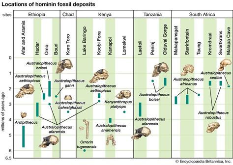 Australopithecus anamensis | fossil hominin | Britannica