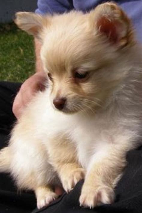 Pomchi. Chihuahua and Pomeranian mix! | Our new baby... | Pinterest | Pomeranian Mix ...