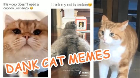 BEST DANK CAT MEMES...PART 3 - YouTube