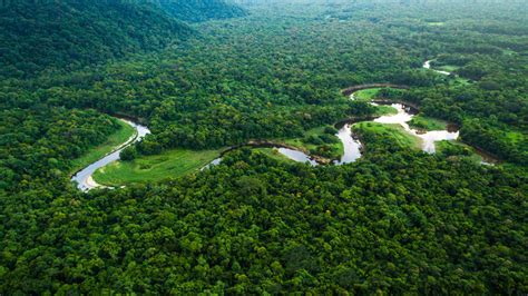 Help Protect and Restore the Amazon Rainforest