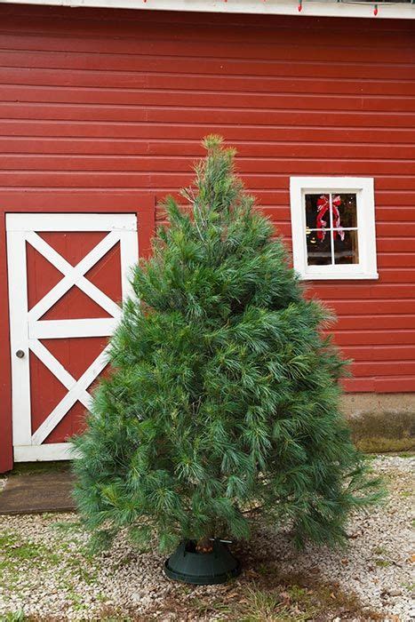 White Pine Christmas Tree