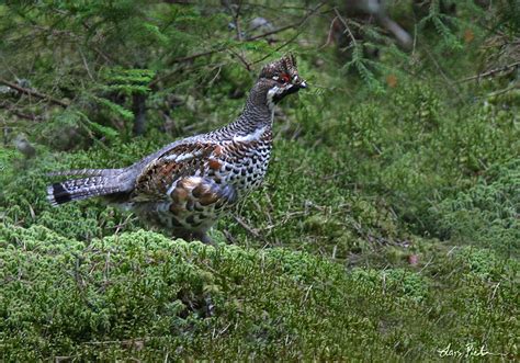 Hazel Grouse | Grouse, Partridge and Pheasant | Swedish Birds | Gallery | My World of Bird ...