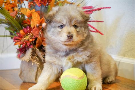 Pomsky Puppies For Sale | Denver, CO #286108 | Petzlover