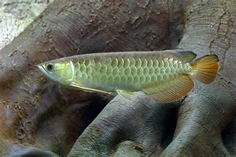 Asian Arowana Species Profile and Care Guide: Keep, Diet and Breeding