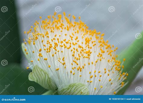 Extreme Close Up of a Colourful Flower Stamen and Stigma. Stock Photo - Image of anther, macro ...