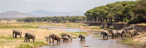 Ruaha National Park | Tanzania | Wild Safari Guide