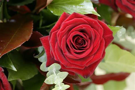 Beautiful Rose Flowers Wallpapers (52+ images)