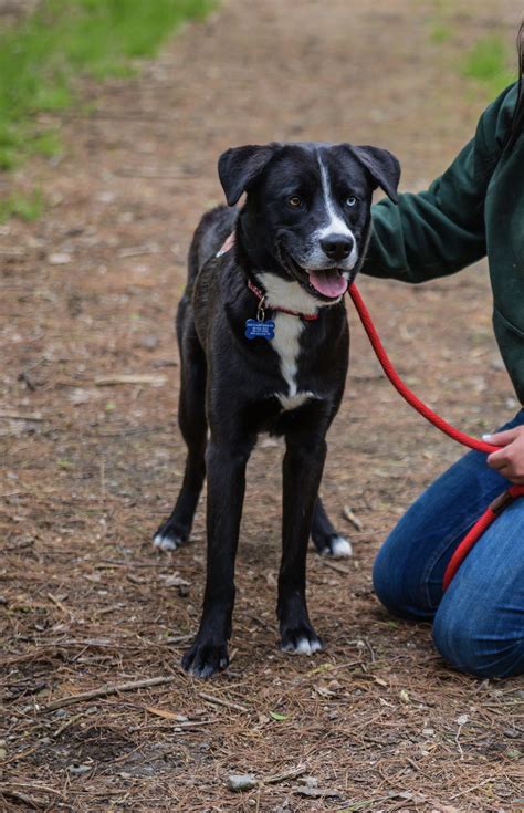 Siberian Husky dog for Adoption in West Cornwall, CT. ADN-552889 on ...