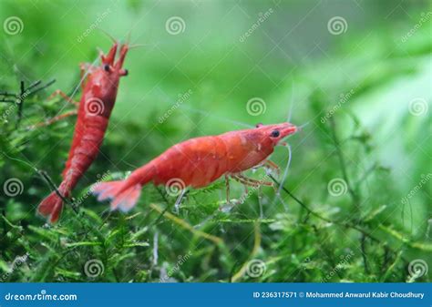 Red cherry shrimp stock image. Image of tropical, color - 236317571