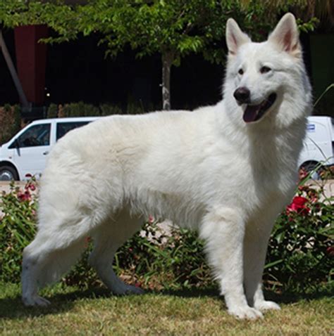 Breeds White Swiss Shepherd Malefemale Difference