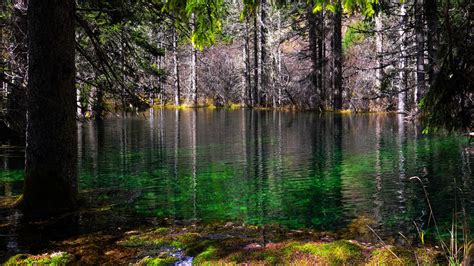 Forest With Lake Moss And Trees 4K 8K HD Nature Wallpapers | HD ...