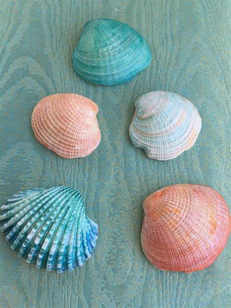 Painting Sea Shells 05/01/15 | Painted shells, Seashell painting, Rock art