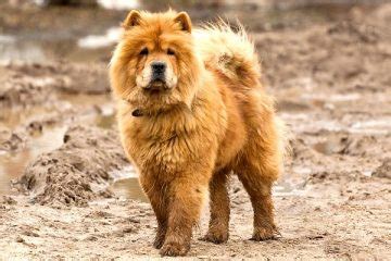 Dogs-That-Look-Like-Chow-Chows – Fluffy Dog Breeds