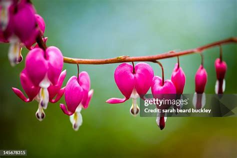 75 Bleeding Heart Flower Arrangement Stock Photos, High-Res Pictures, and Images - Getty Images