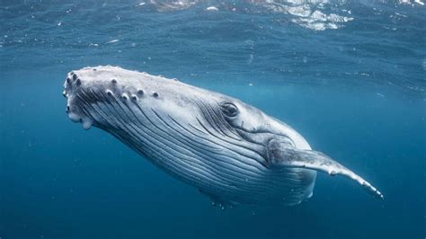 This is how whales get to be so huge -- and what limits them from being even bigger - ABC News