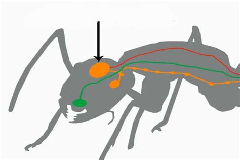 Do Ants Have Brains? Ant Intelligence (You May Be Surprised)