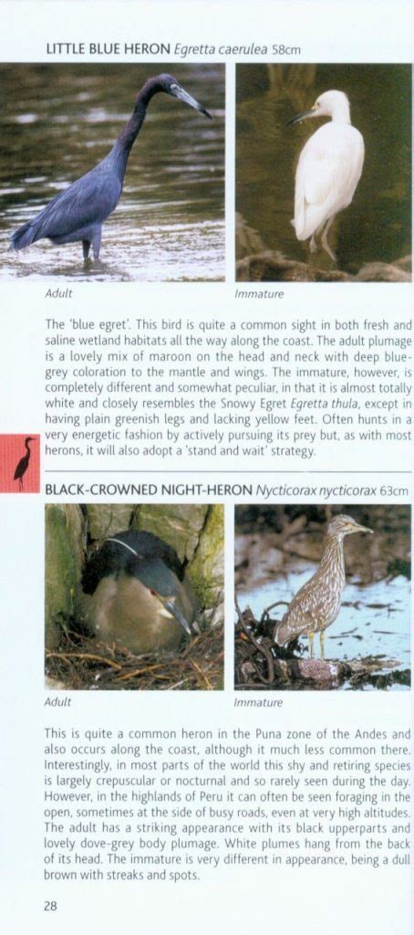 Birds of Peru (Pocket Photo Guide) - Nokomis