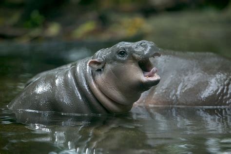 Baby Pygmy Hippo Latest in Viral Video Craze: Does the Trend Help the ...